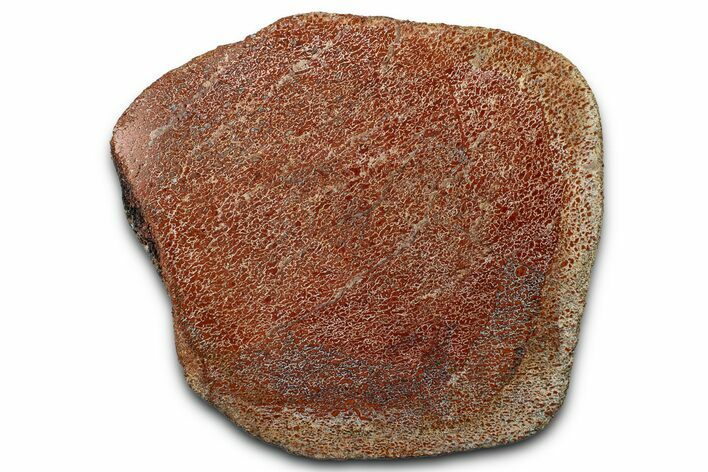 Polished Dinosaur Bone (Gembone) Section - New Mexico #348857